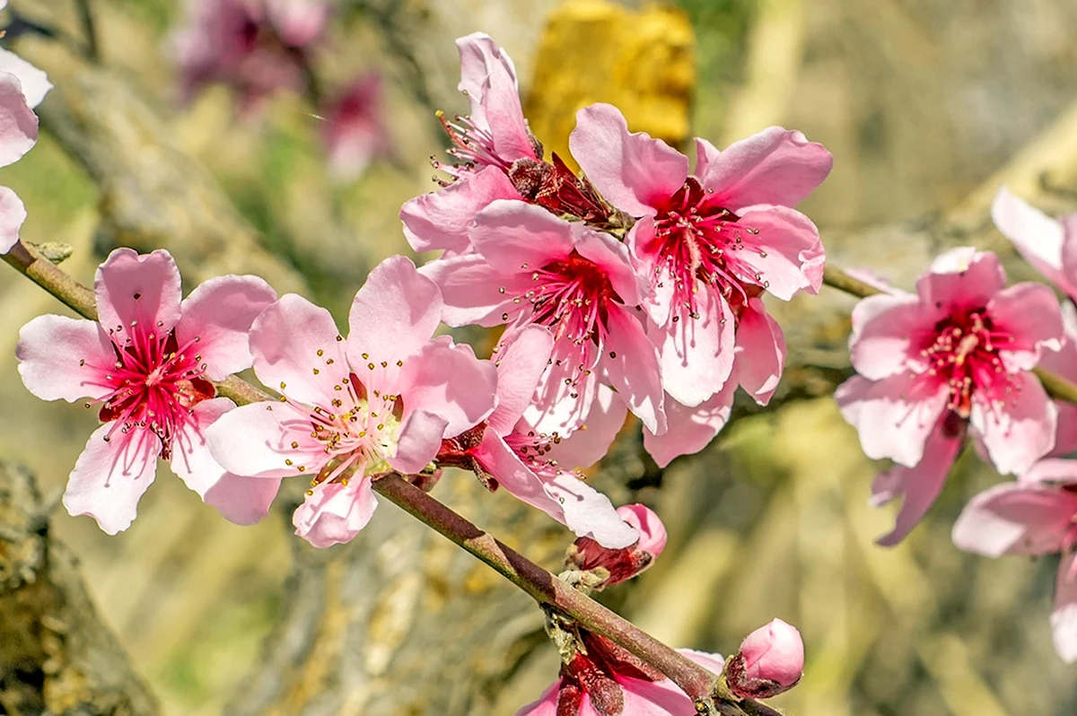 Пандора цветение персикового дерева