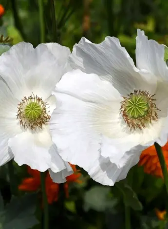 Papaver белый