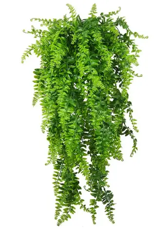 Папоротник Лесной ампельный