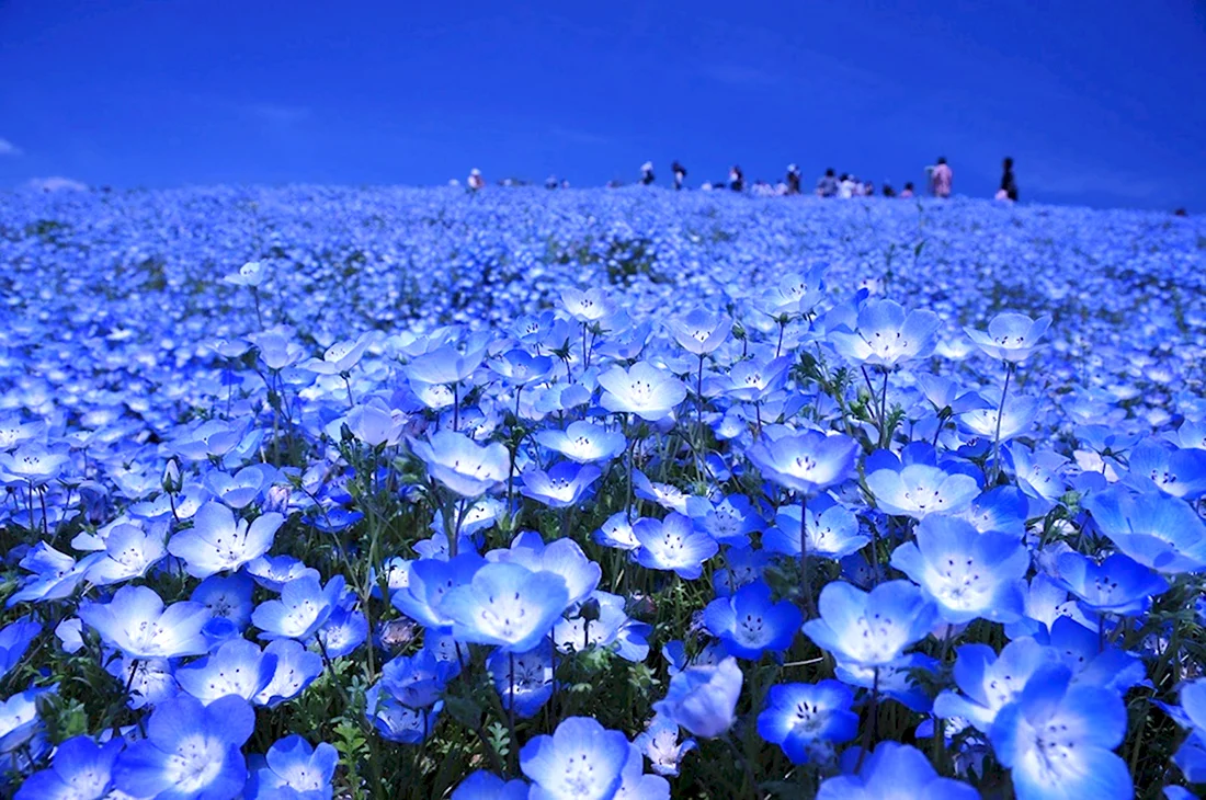 Парк Хитачи синие цветы в Японии