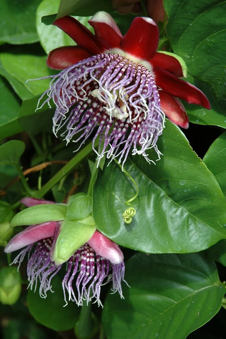 Пассифлора пурпурная гранадилла