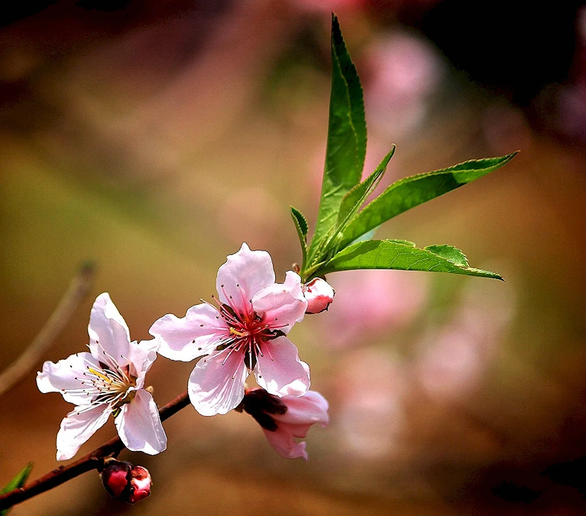 Персик цветёт цвветками