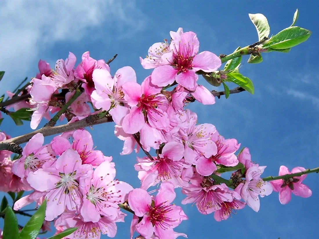 Персиковое дерево цветение