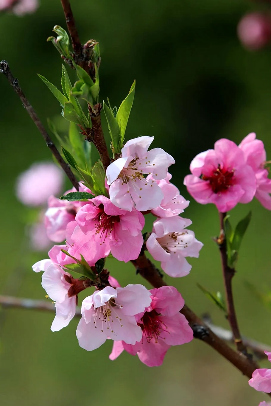Персиковое дерево цветет