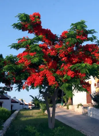 Перцовое дерево Кипр