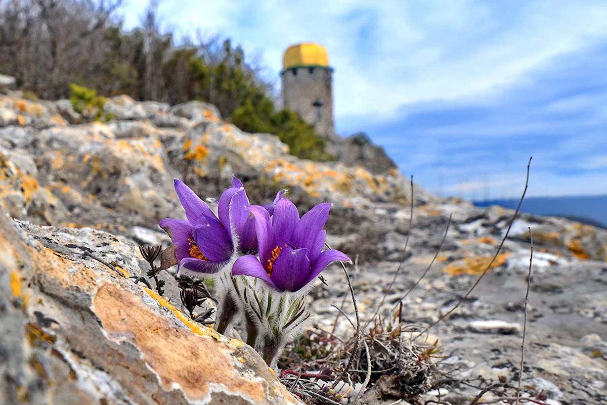 Первоцветы горного Крыма