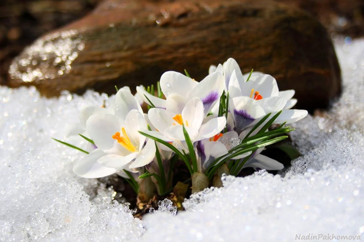 Первоцветы подснежники крокусы гиацинты.