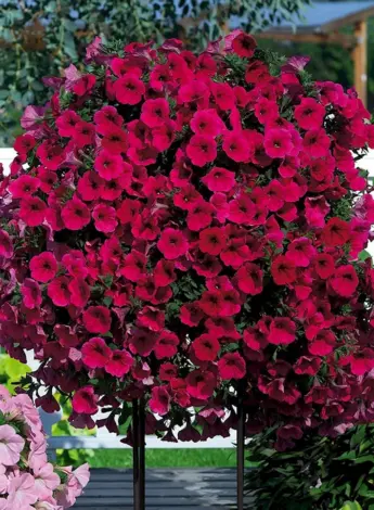 Петуния Potunia неон