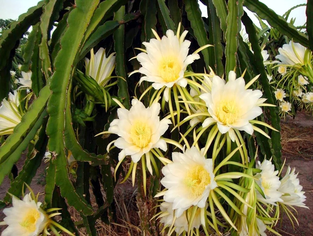 Питахайя Кактус цветок