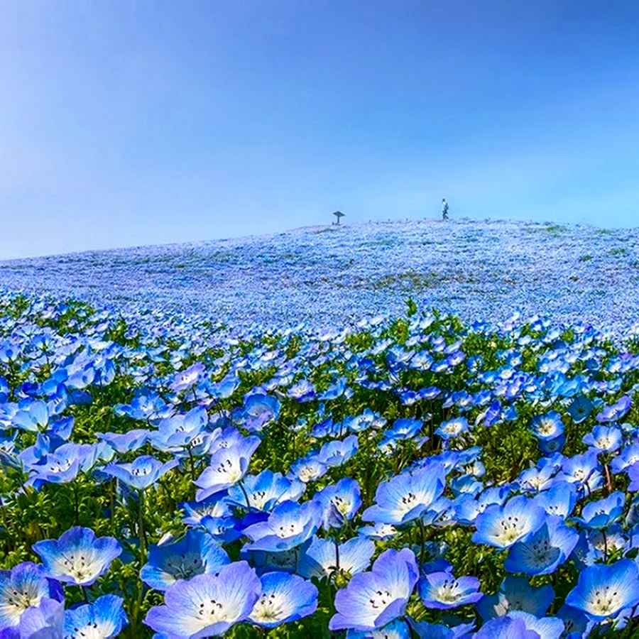 Поле с голубыми цветами