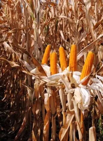 Полеводство кукуруза