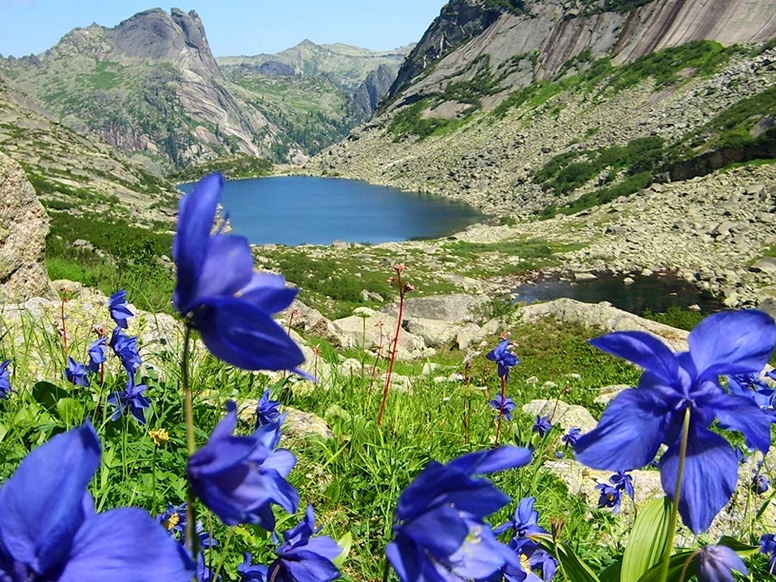 Полевые цветы Дагестана