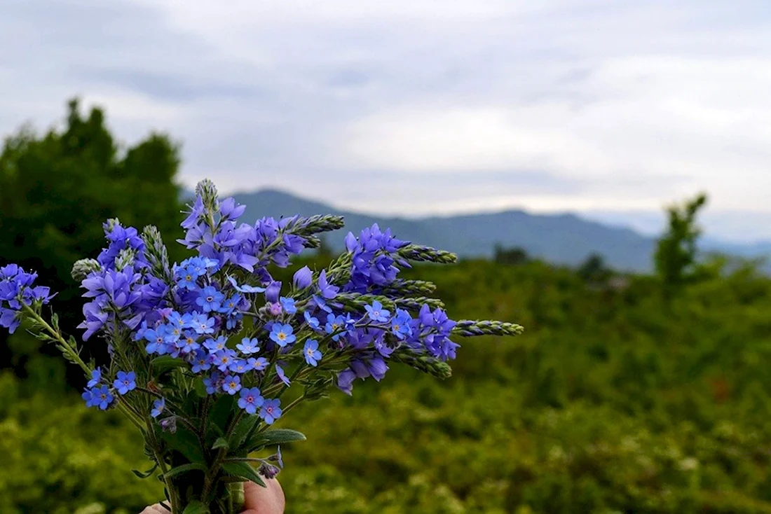 Полевые цветы Грузии