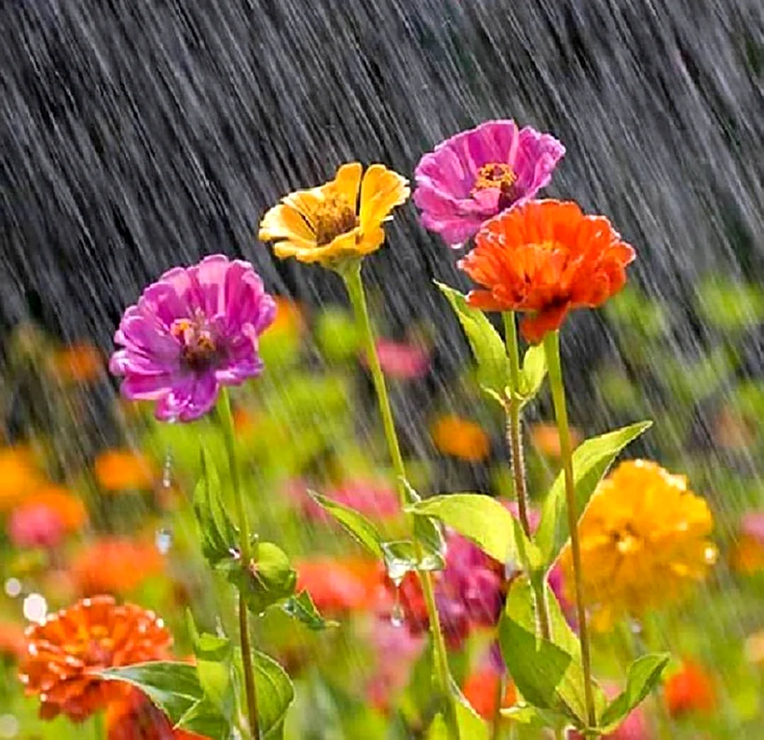 Полевые цветы после дождя
