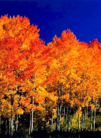 Populus tremula осень