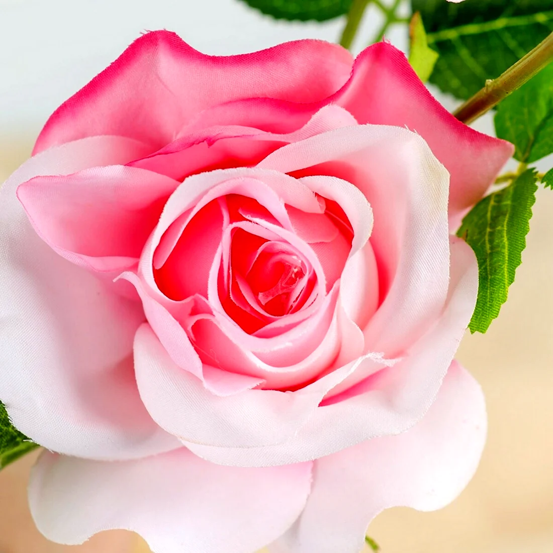 Посуда розы розовые Глория