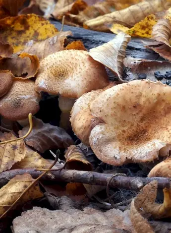 Поздние грибы в октябре съедобные