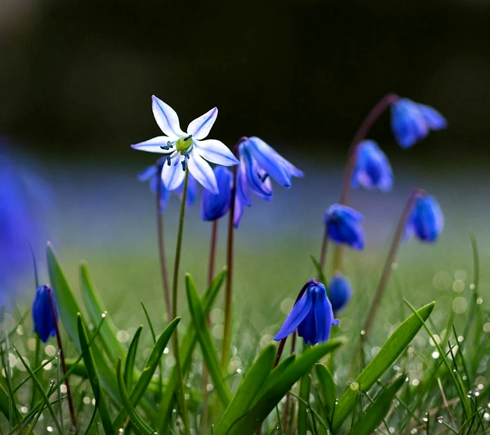 Пролески голубые Весна Великобритания