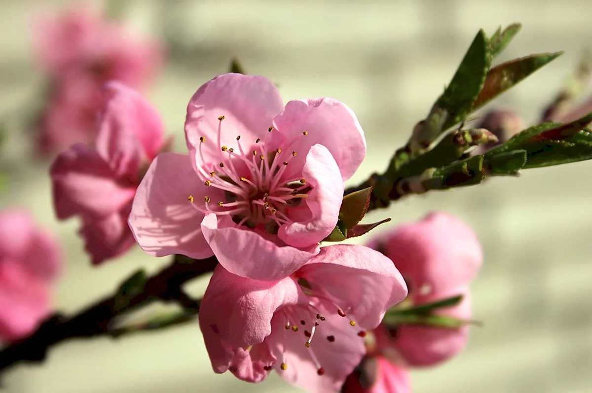Prunus Blossom Pink цветок