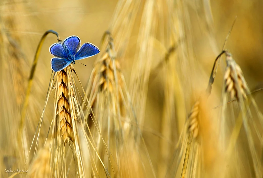 Пшеница Макросъемка