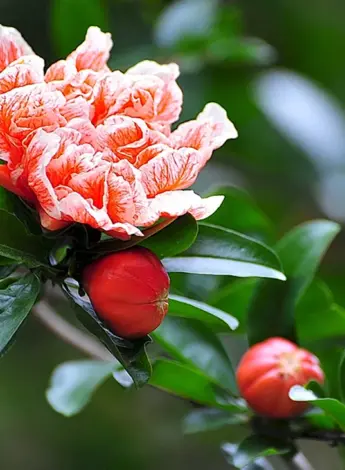 Punica granatum цветет