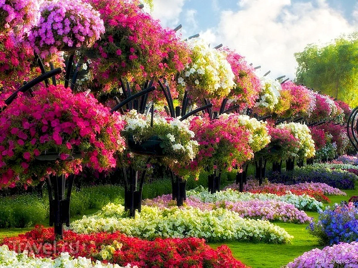 Райское дерево Цветущий куст