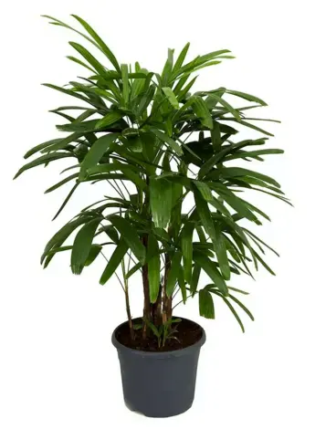 Рапис Excelsa