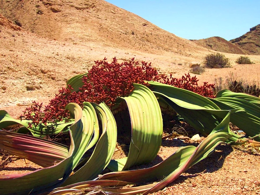 Растение пустыни вельвичия удивительная