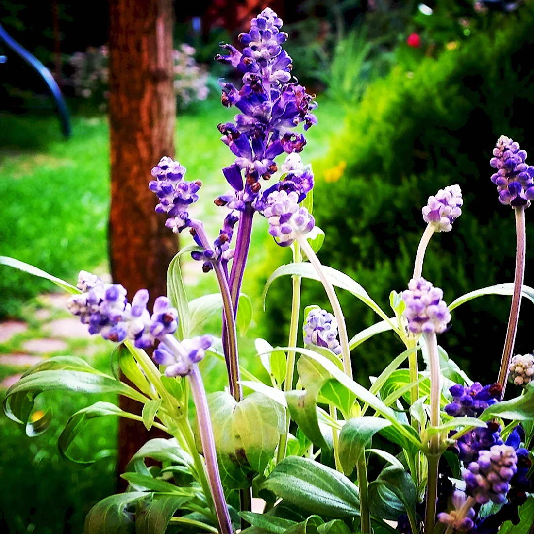 Растение с фиолетовыми цветами