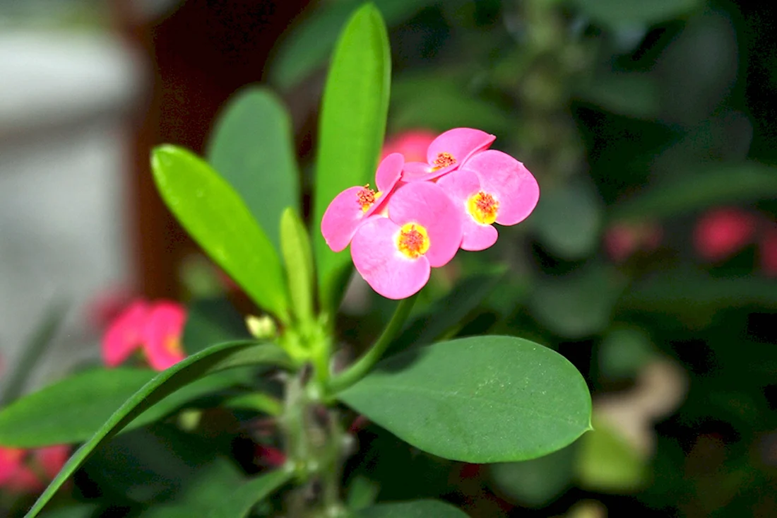Растение с розовыми цветочками