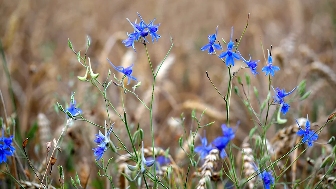 Растение с синими цветами Полевое