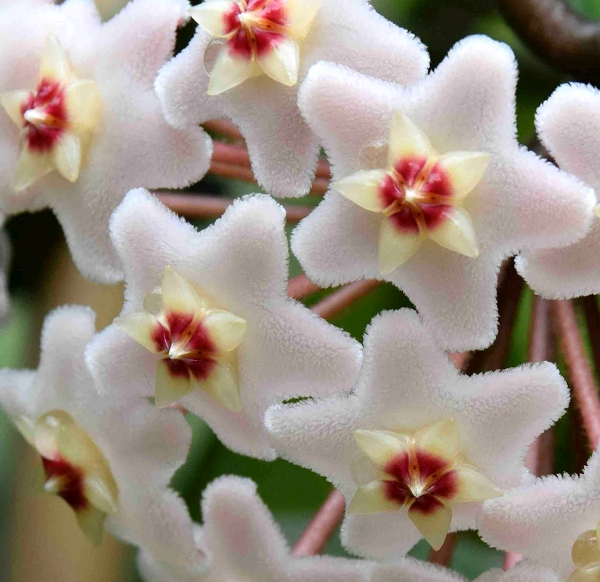 Растение с восковыми белыми цветами