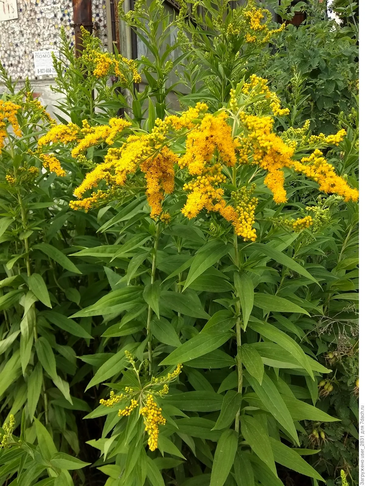 Растение цветет желтыми метелками