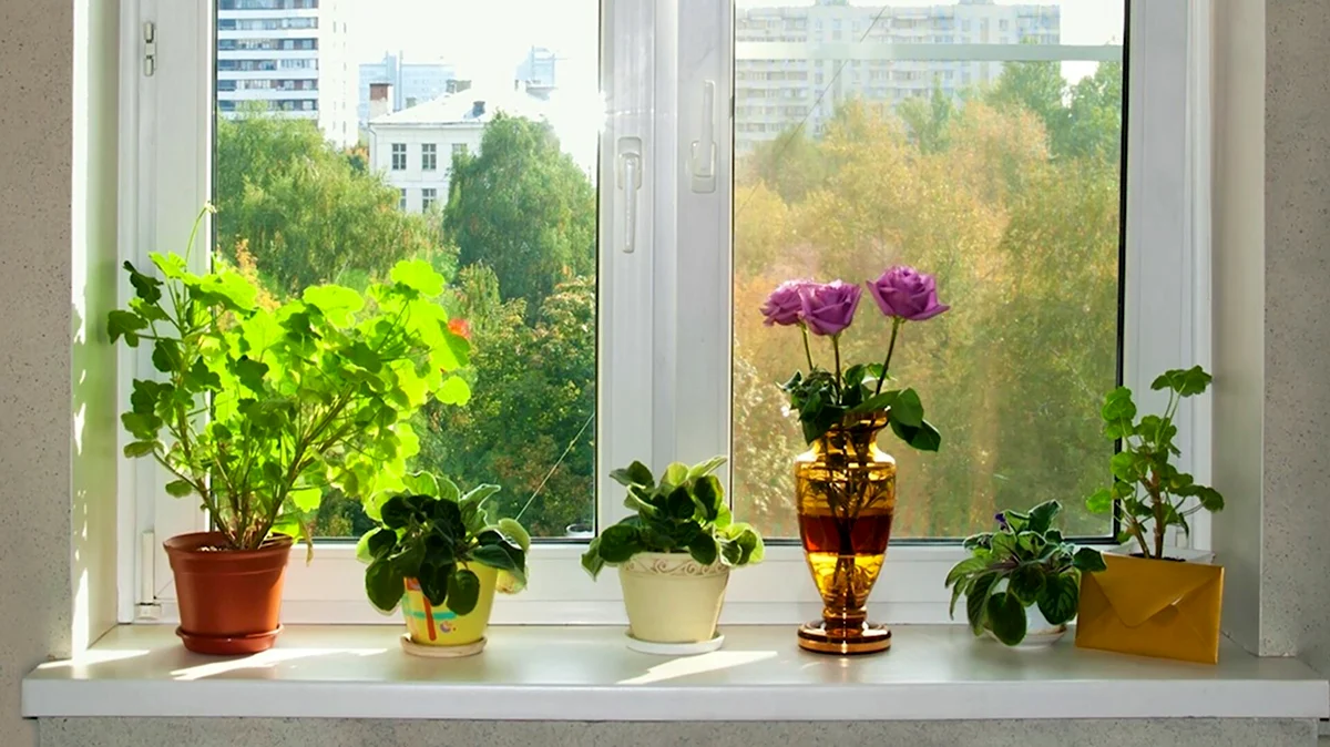 Растения для Южного окна