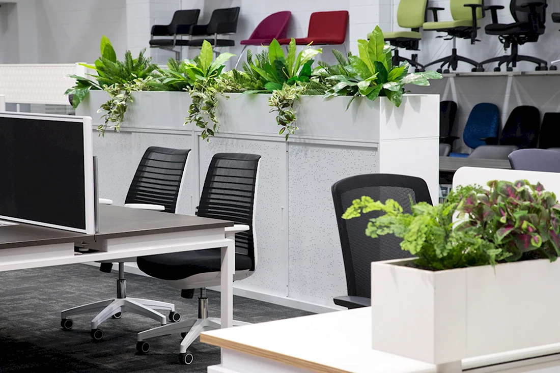 Растения для офиса