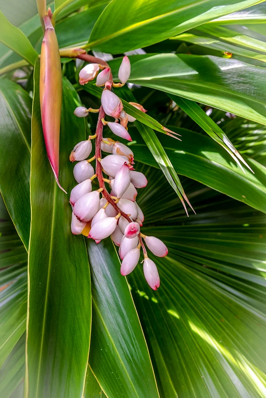 Растения Флориды