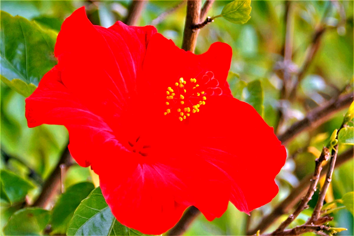 Растения гибискус красный