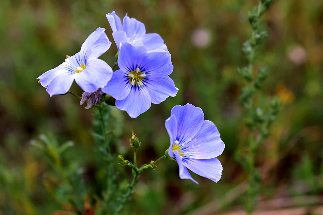 Растения крымских степей с синими цветочками