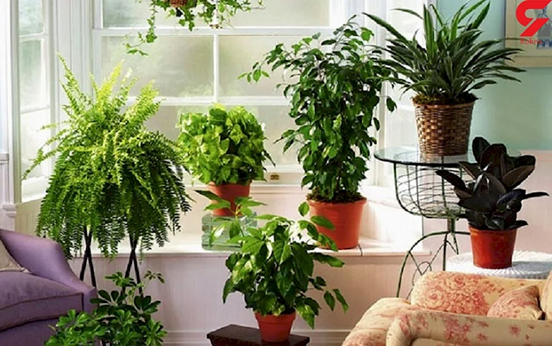 Растения очистители воздуха