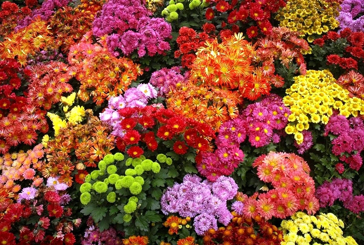 Разноцветные шаровидные хризантемы
