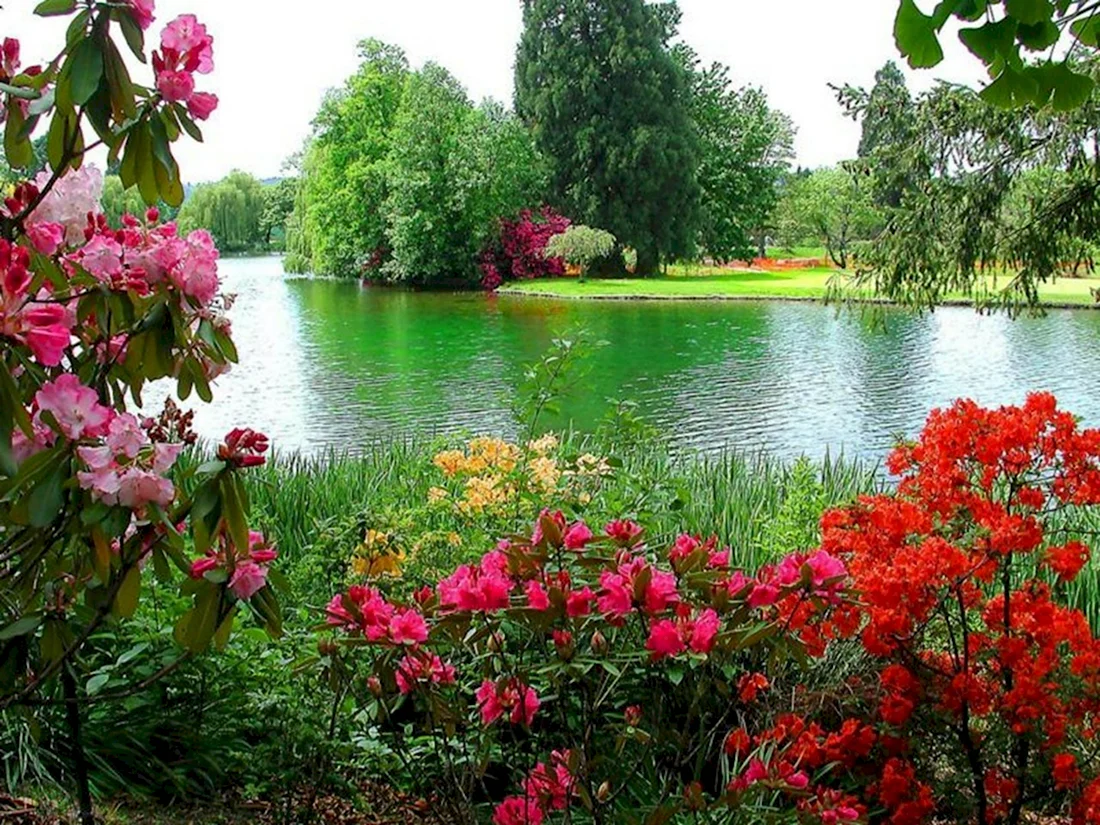 Река природа и цветы