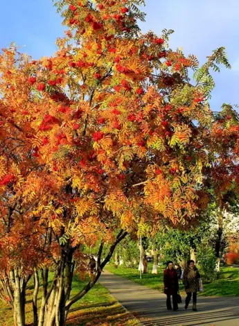 Рябина дерево осень