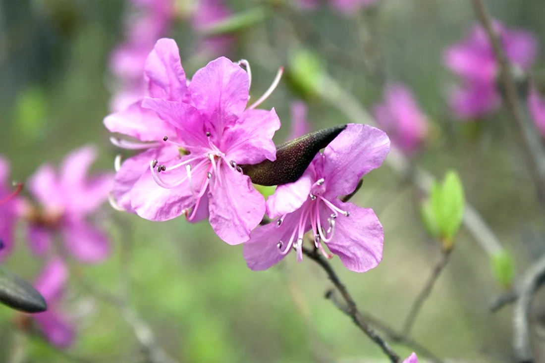 Рододендрон Даурский цветет