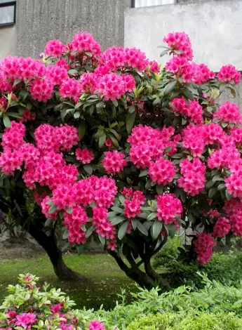 Рододендрон куст