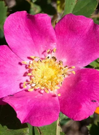 Rosaceae Розоцветные