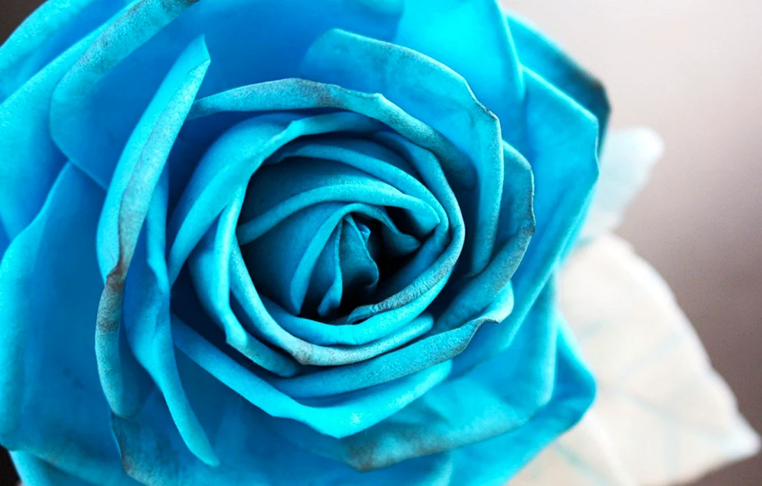 Rose 3937 голубая бирюза