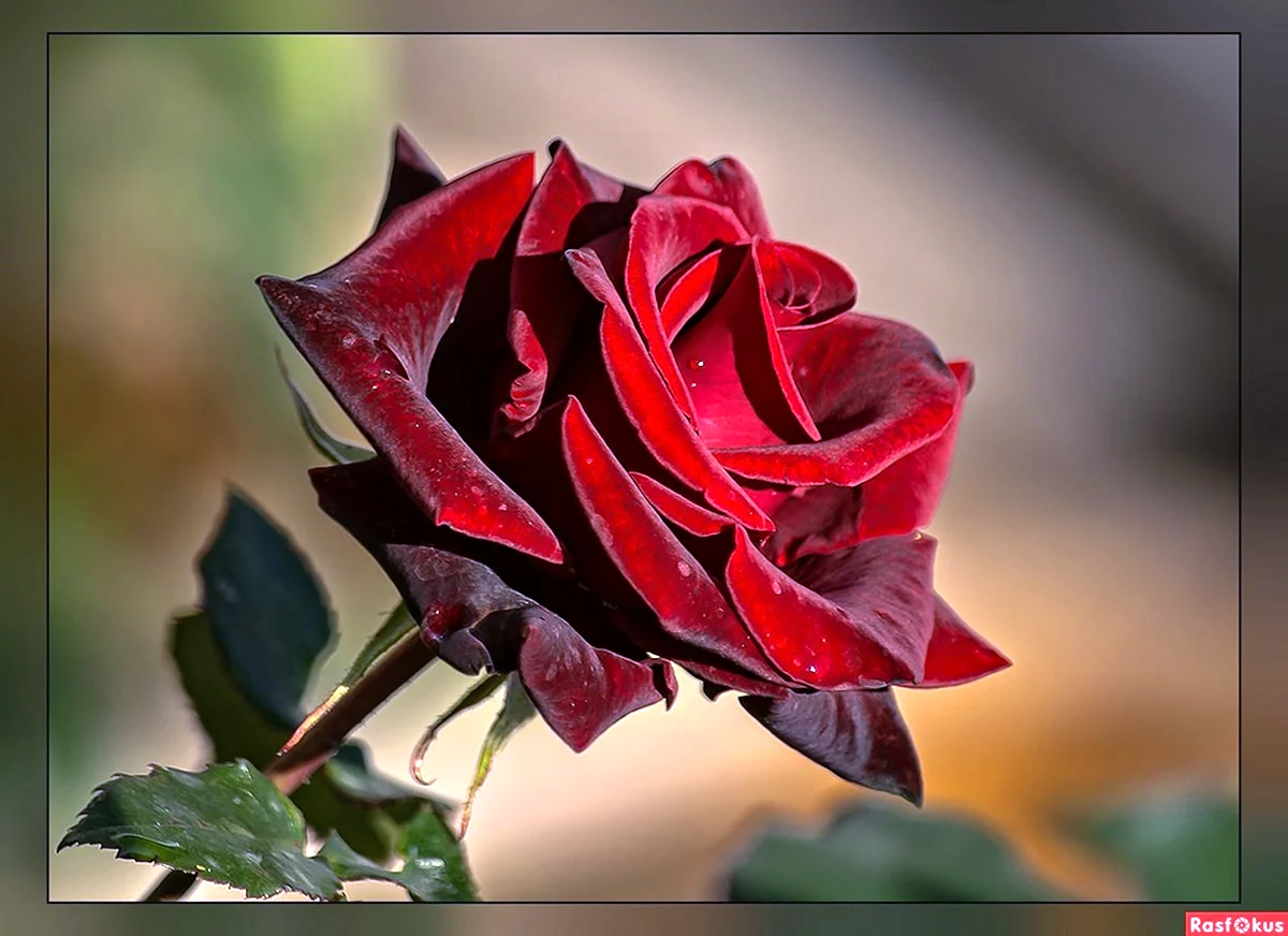 Роза бархатная Норита