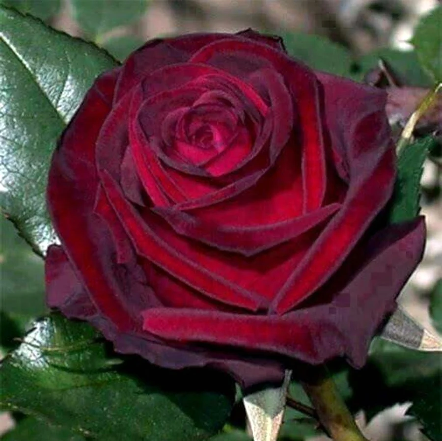 Роза Black-Baccara