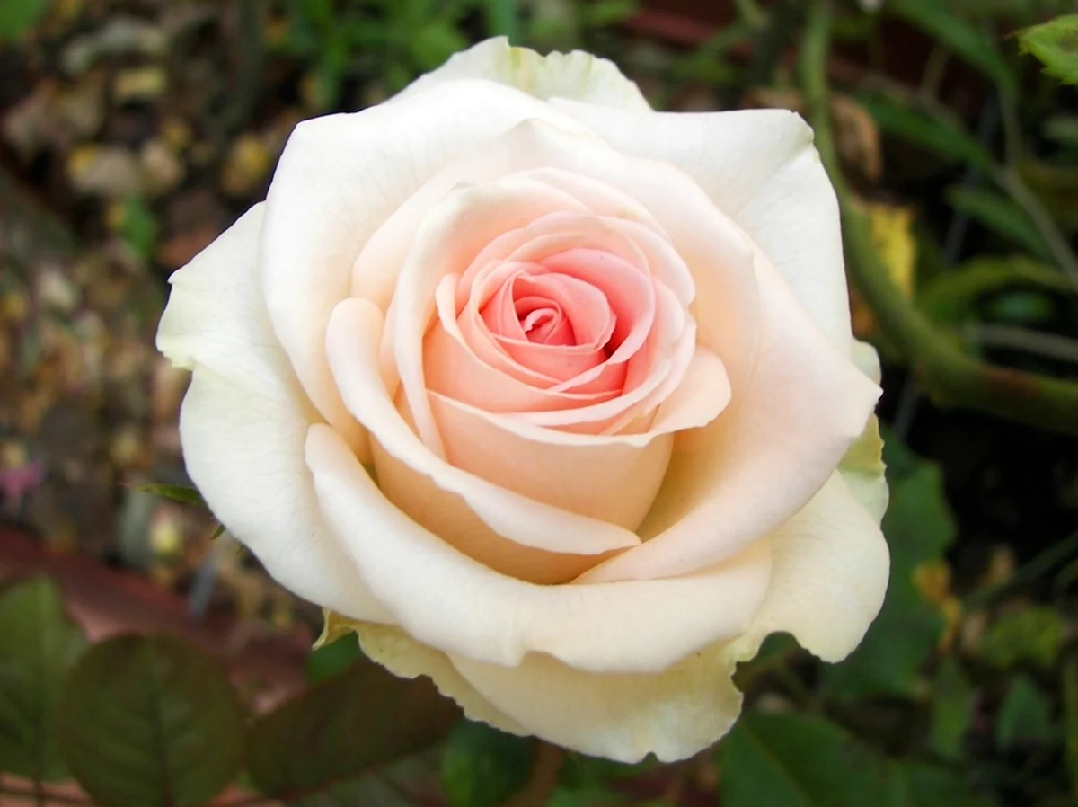 Роза чайно-гибридная Белла Перла