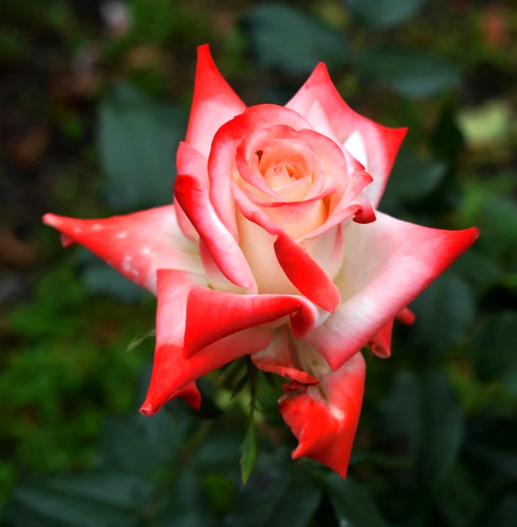 Роза чайно-гибридная Императрица фарах